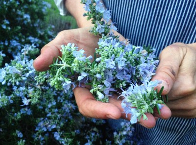 A Taste of Place: Bay Leaves & Rosemary