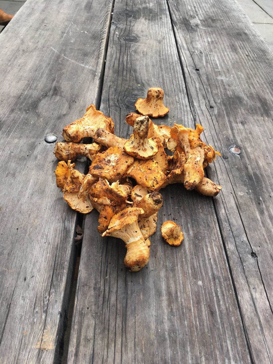 A Taste of Place: Golden Chanterelles